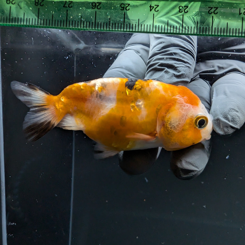 Ranchu Calico 2.5"-3" in. ID#724R4A-031