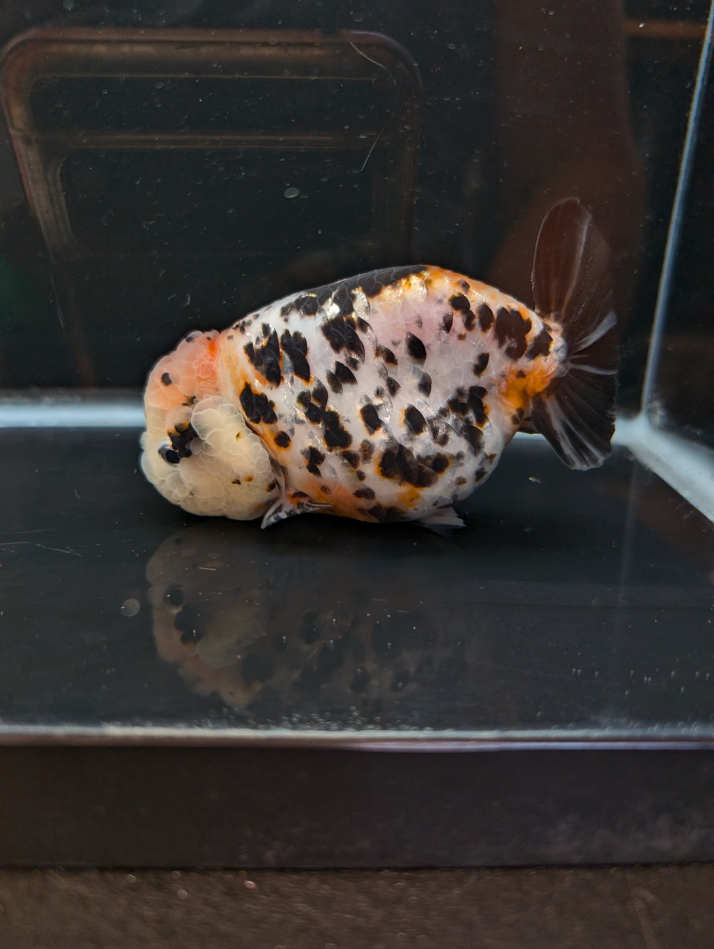 Jumbo Ranchu Milk Cow Calico 4.5"-5" in. ID#814R8A-021