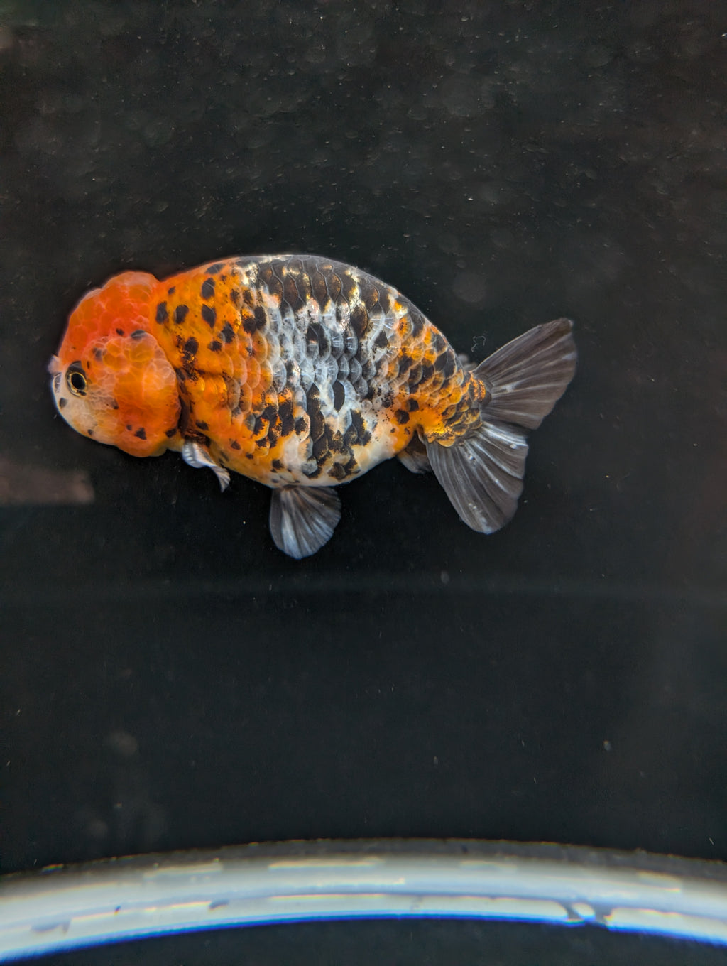 Jumbo Ranchu Calico 4.5"-5" in. ID#821R8A-031