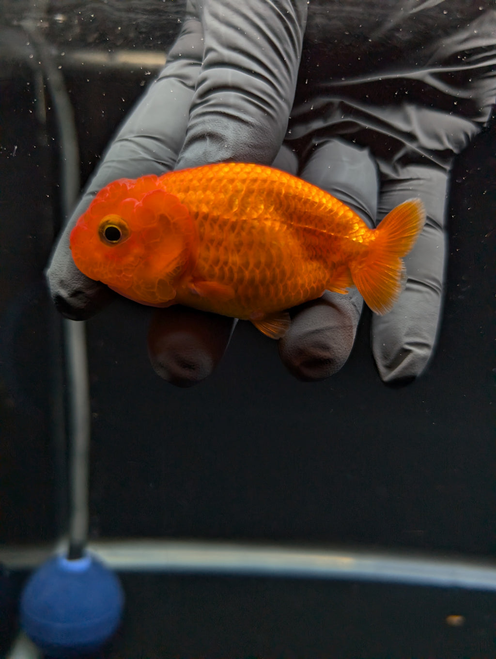 Ranchu Red White 3"-3.5" in. ID#529R13A-061