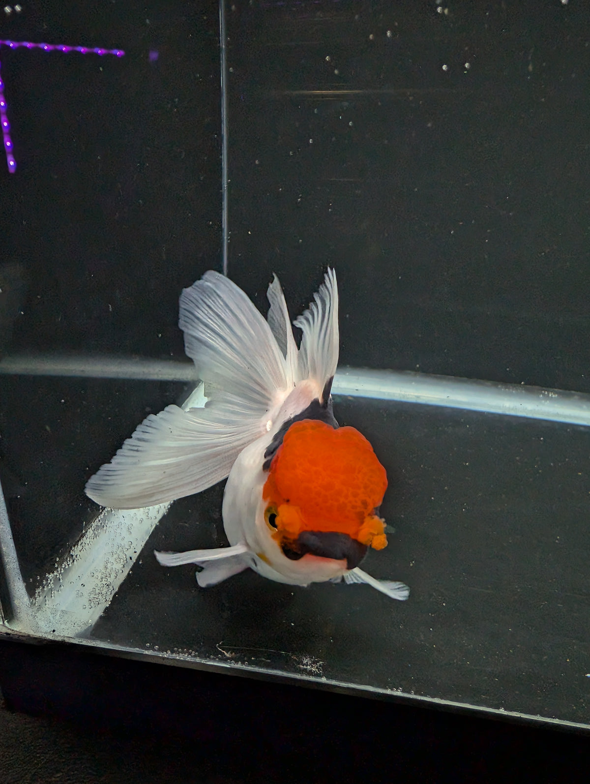 Thai Oranda Tricolor 4"-4.5"in.  ID#1016T1A-006
