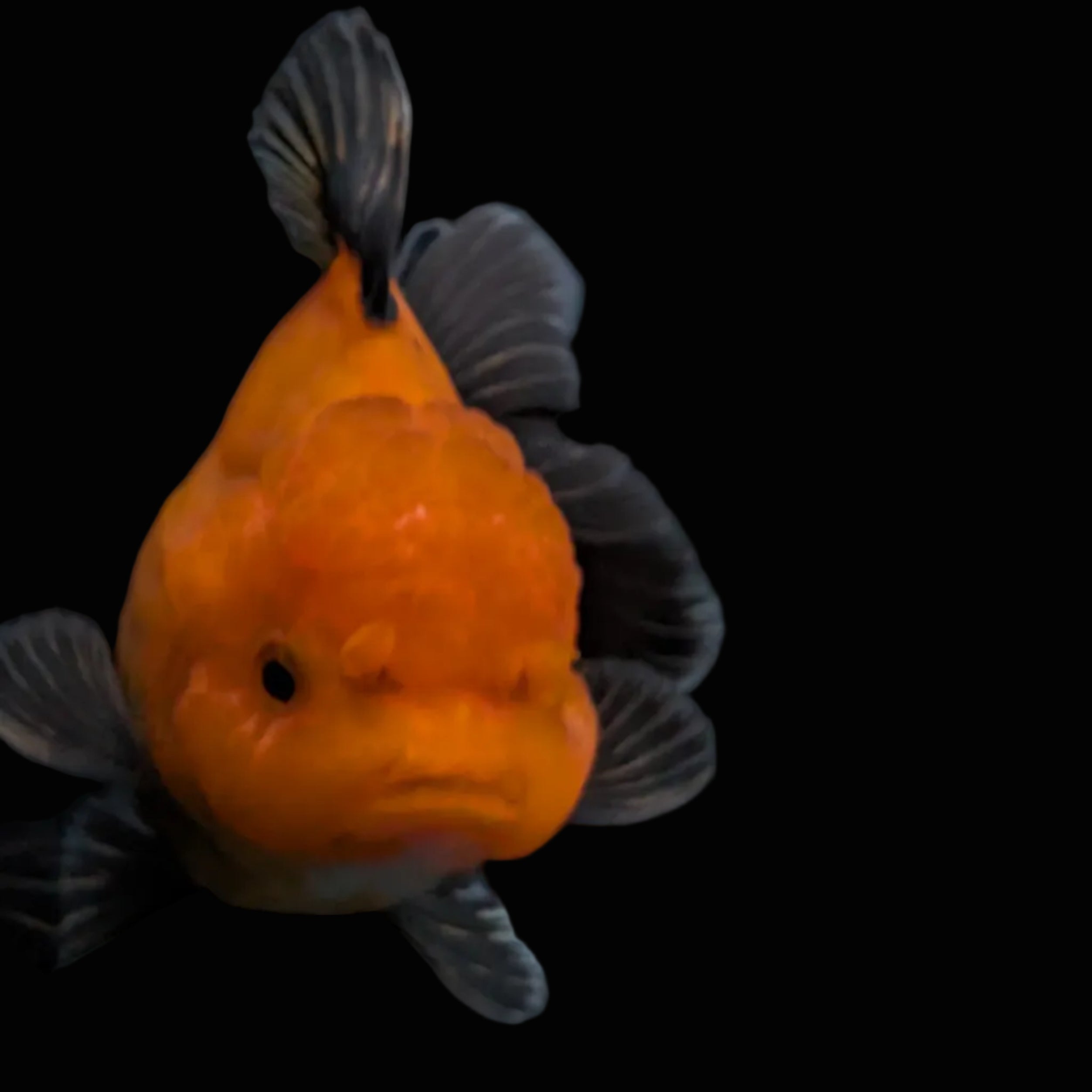 Thai Oranda Red Black  4.5"-5"  ID#718T5B-005