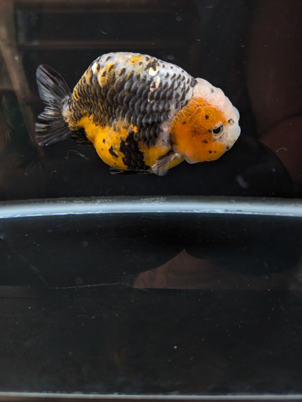 Jumbo Ranchu Kirin Calico 4.5"-5" in. ID#814R8A-023