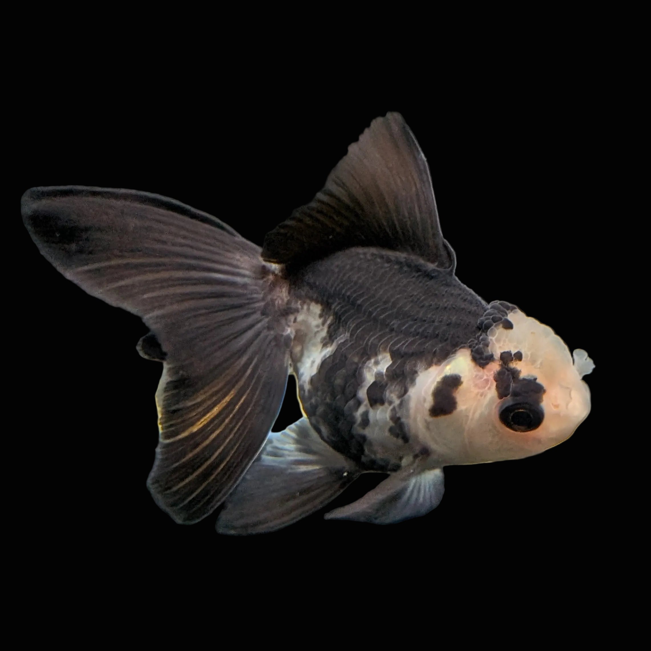 Thai Baby Oranda Panda 3"in.  ID#807T1A-005