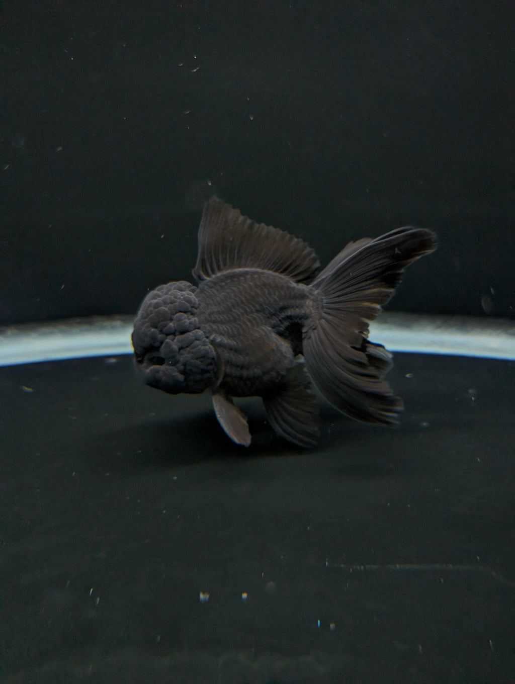 Thai Oranda Godzilla Black 3.5"-4"in.  ID#1023T1A-028