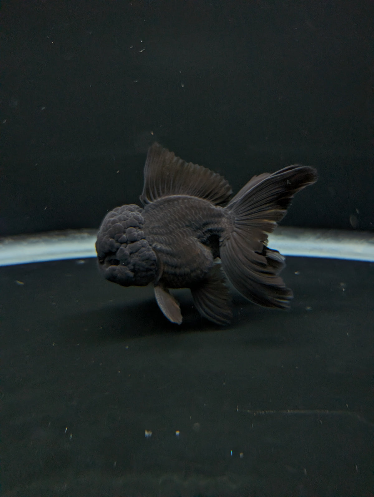 Thai Oranda Godzilla Black 3.5"-4"in.  ID#1023T1A-028