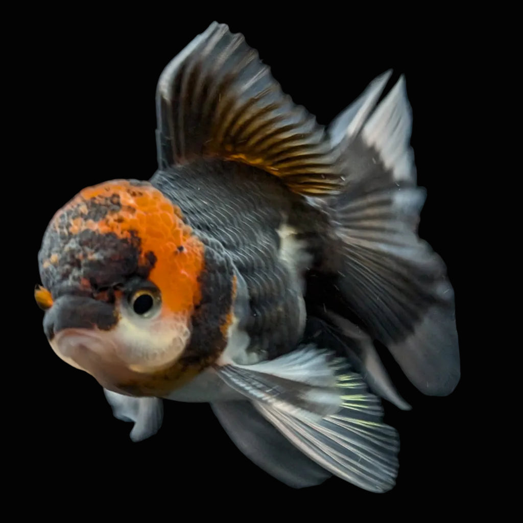 Juvenile Oranda Tricolor 3.5"-4" in.  ID#424T1A-002