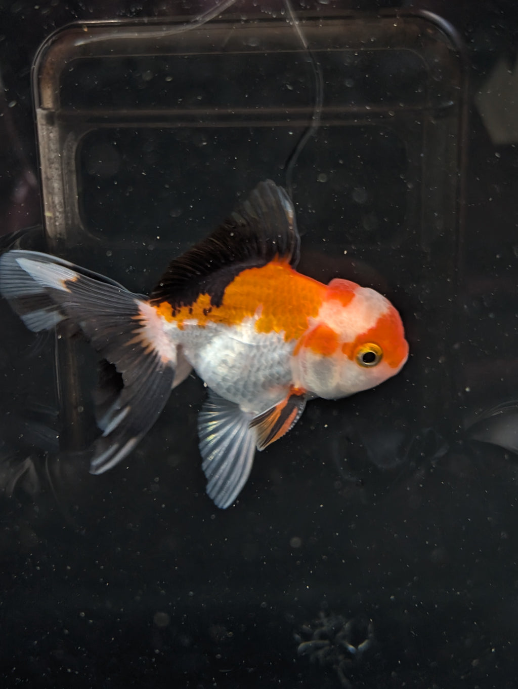 Juvenile Oranda Tricolor 3.5"-4" in.  ID#410T8A-018