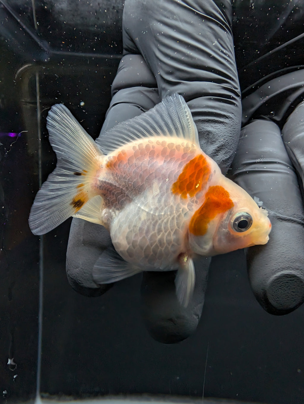 Baby Thai Shogun Oranda Red White 2"-2.5" in. ID#1016BSG11A-004
