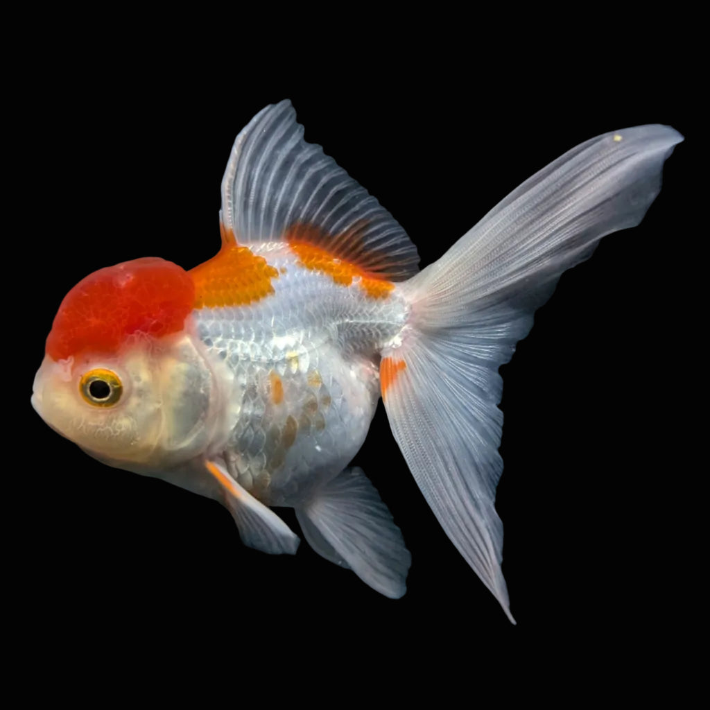 Jumbo Oranda Red White 6.5"-7"in.  ID#612T4B-012
