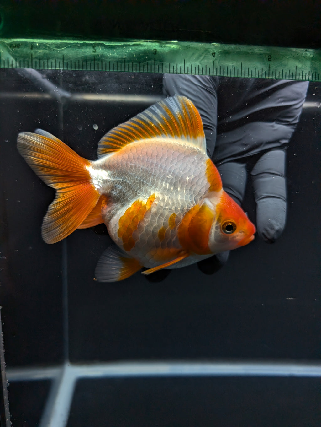 Jumbo Ryukin Short Tail Red White 4.5" in. ID#828STR5B-001