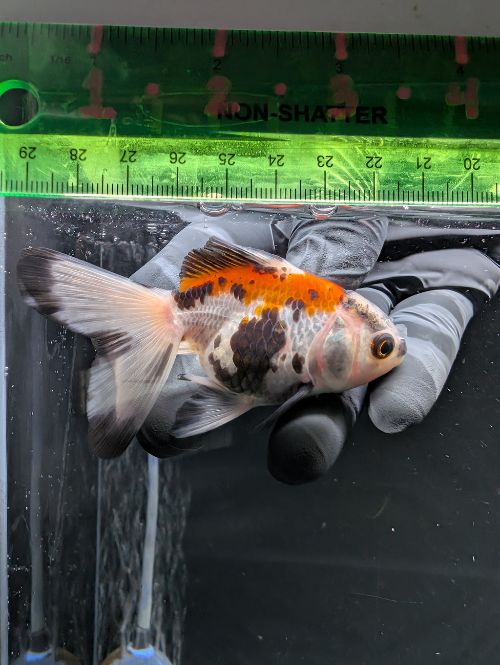Juvenile Oranda  Tricolor 3"-3.5"in.  ID#619T1A-009