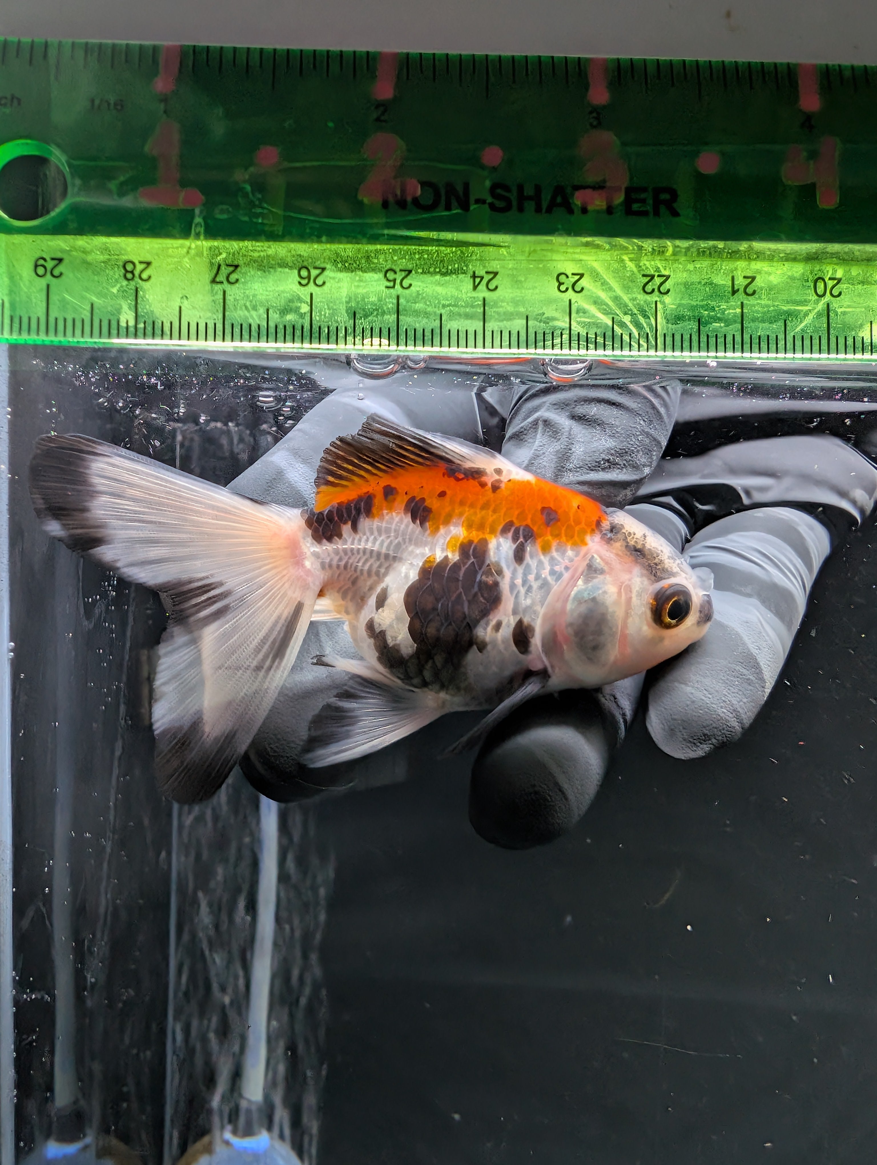 Juvenile Oranda  Tricolor 3"-3.5"in.  ID#619T1A-009