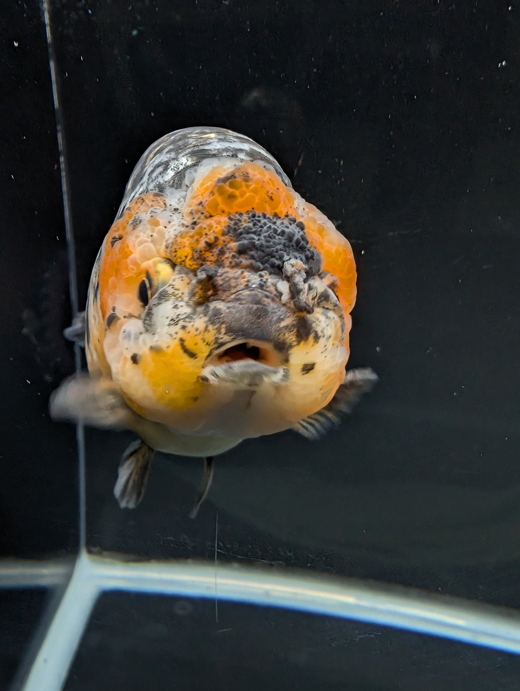 Jumbo Ranchu Kirin Calico 4.5"-5" in. ID#828R8A-051