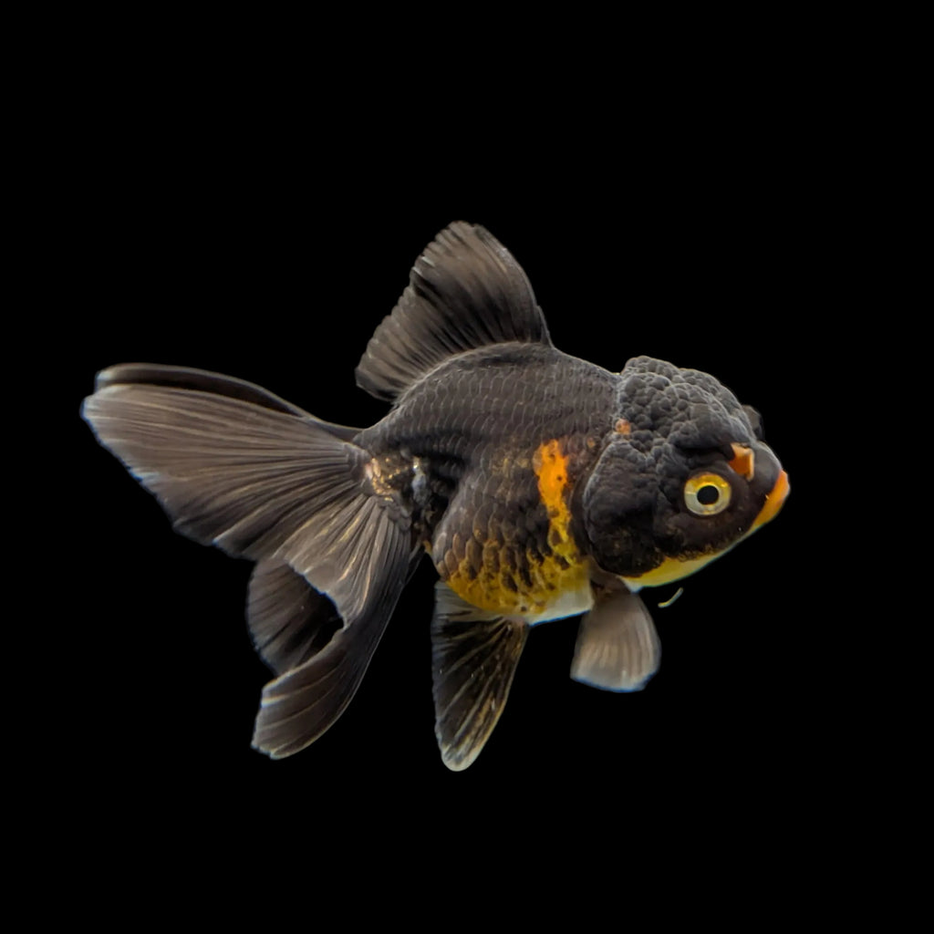 Juvenile Oranda Tricolor 3.5"-4" in.  ID#320T13b-013