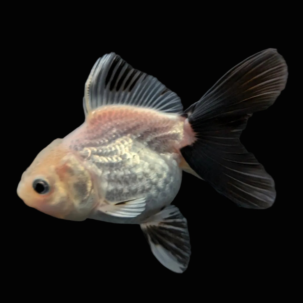 Juvenile Oranda Panda 3.5"-4" in.  ID#424T1A-005