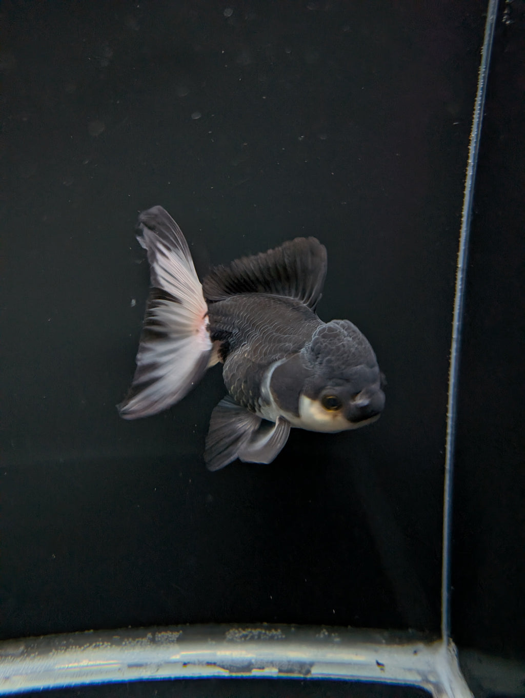Thai Oranda Panda 4"-4.5"in.  ID#1023T1A-023