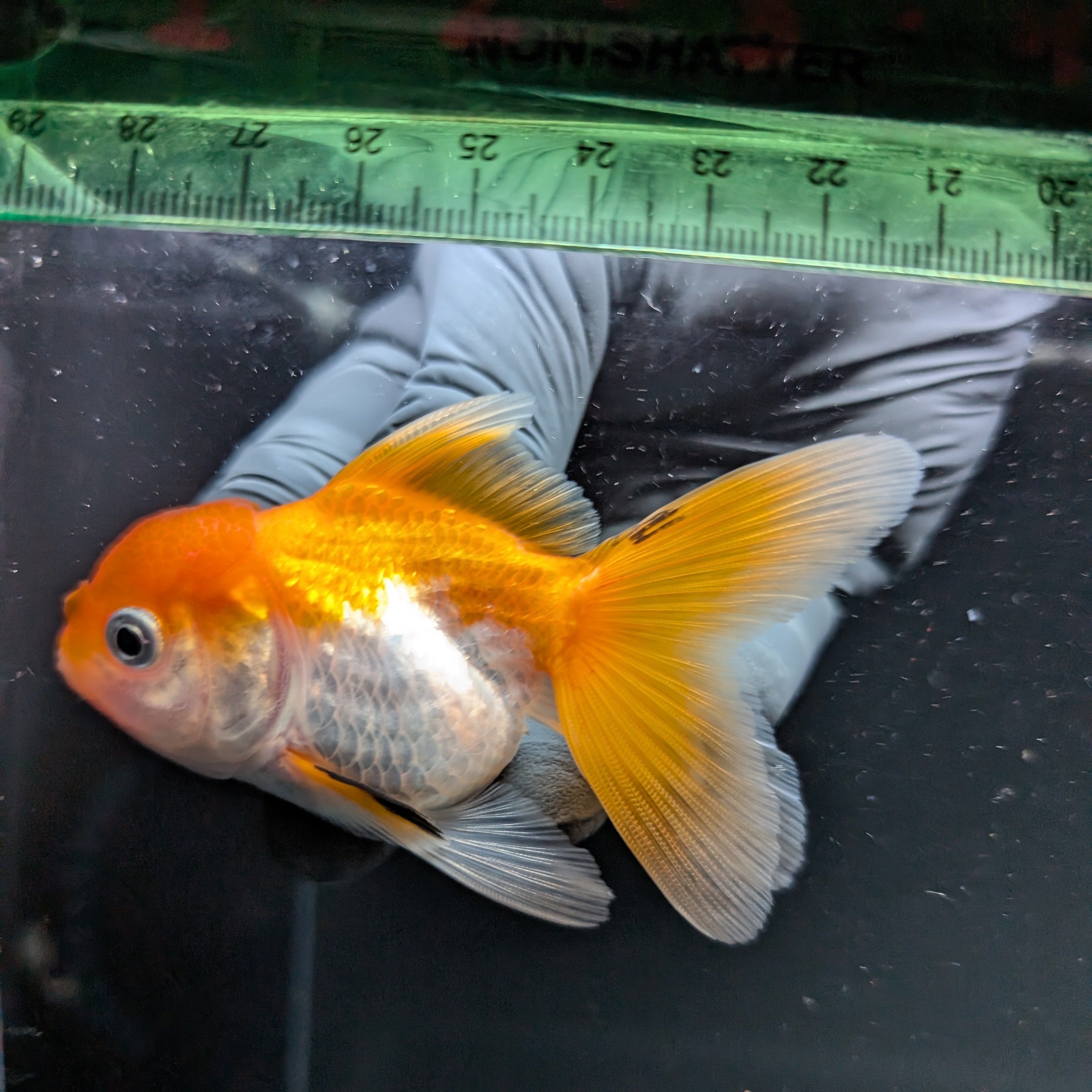 Thai Juvenile Oranda Red White 3"-3.5" in.  ID#724T1A-028