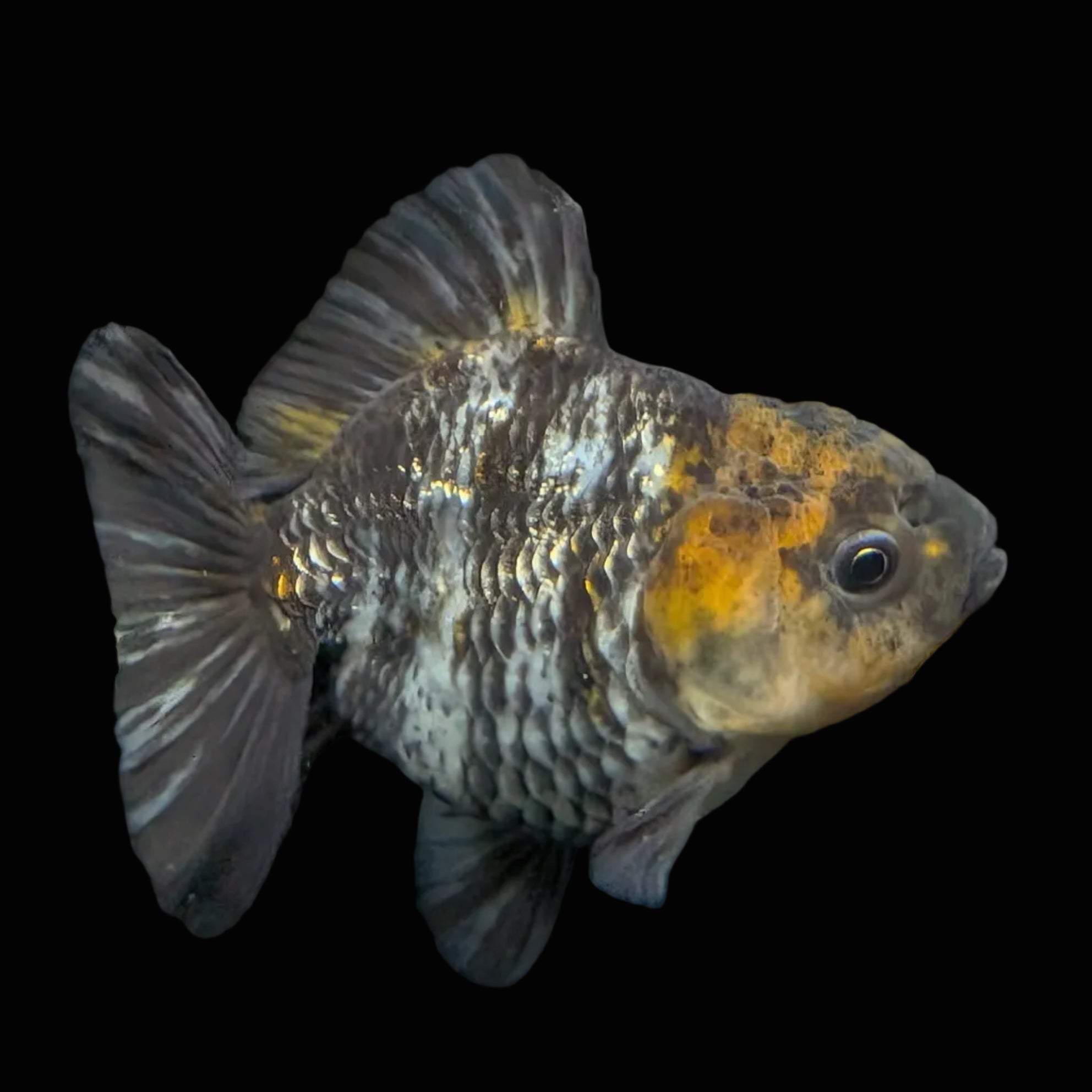 Thai Oranda Shogun Tiger Calico 4" in. ID#626SG7A-003