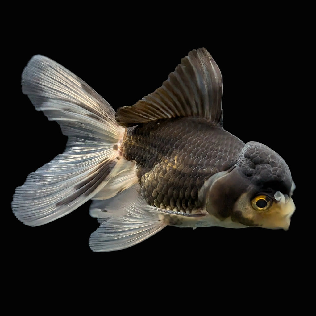 Thai Juvenile Oranda Panda 3.5"-4"in.  ID#724T1A-027