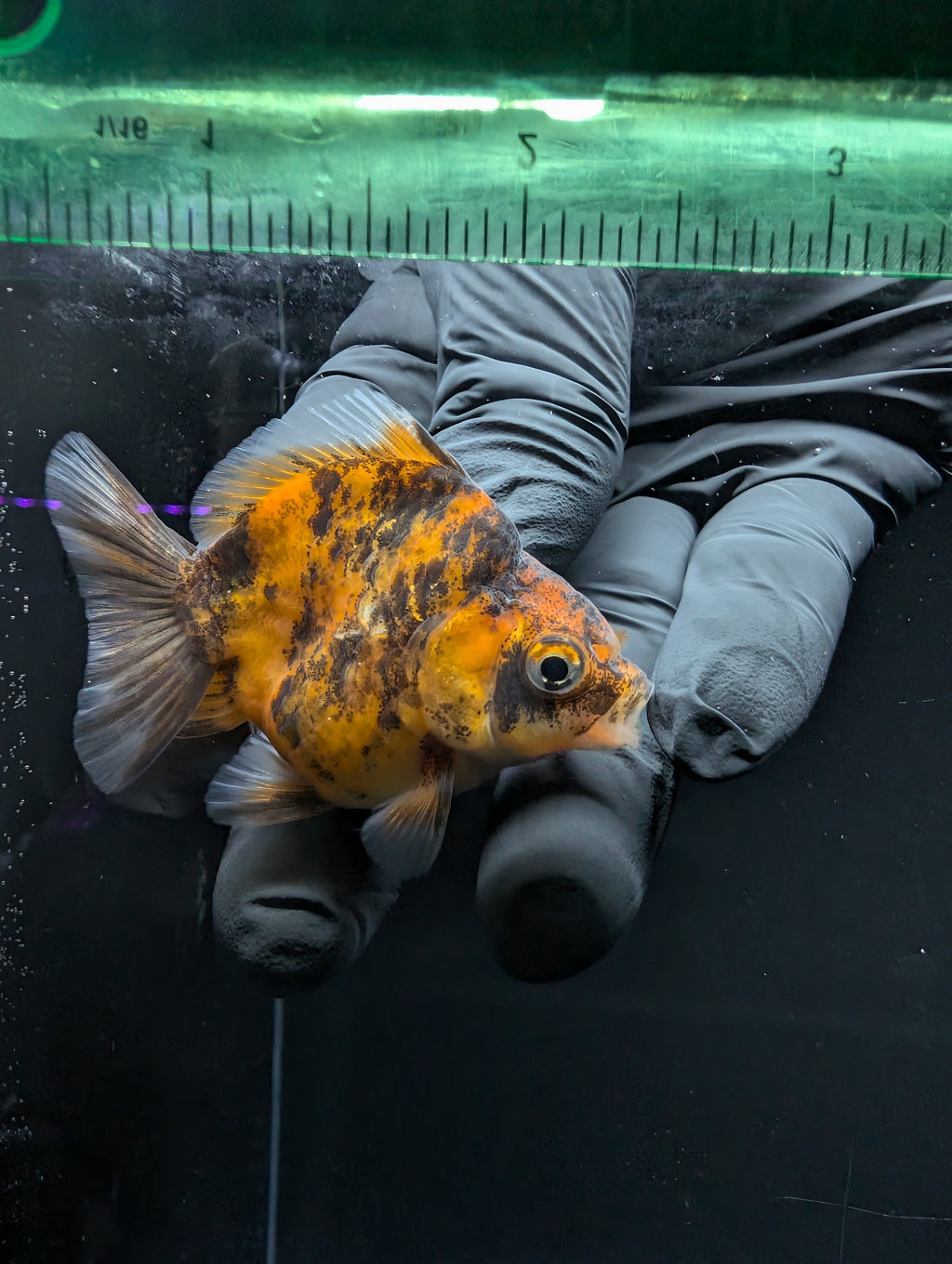 Baby Thai Shogun Oranda Tiger Calico 2"-2.5" in. ID#1016BSG11A-005