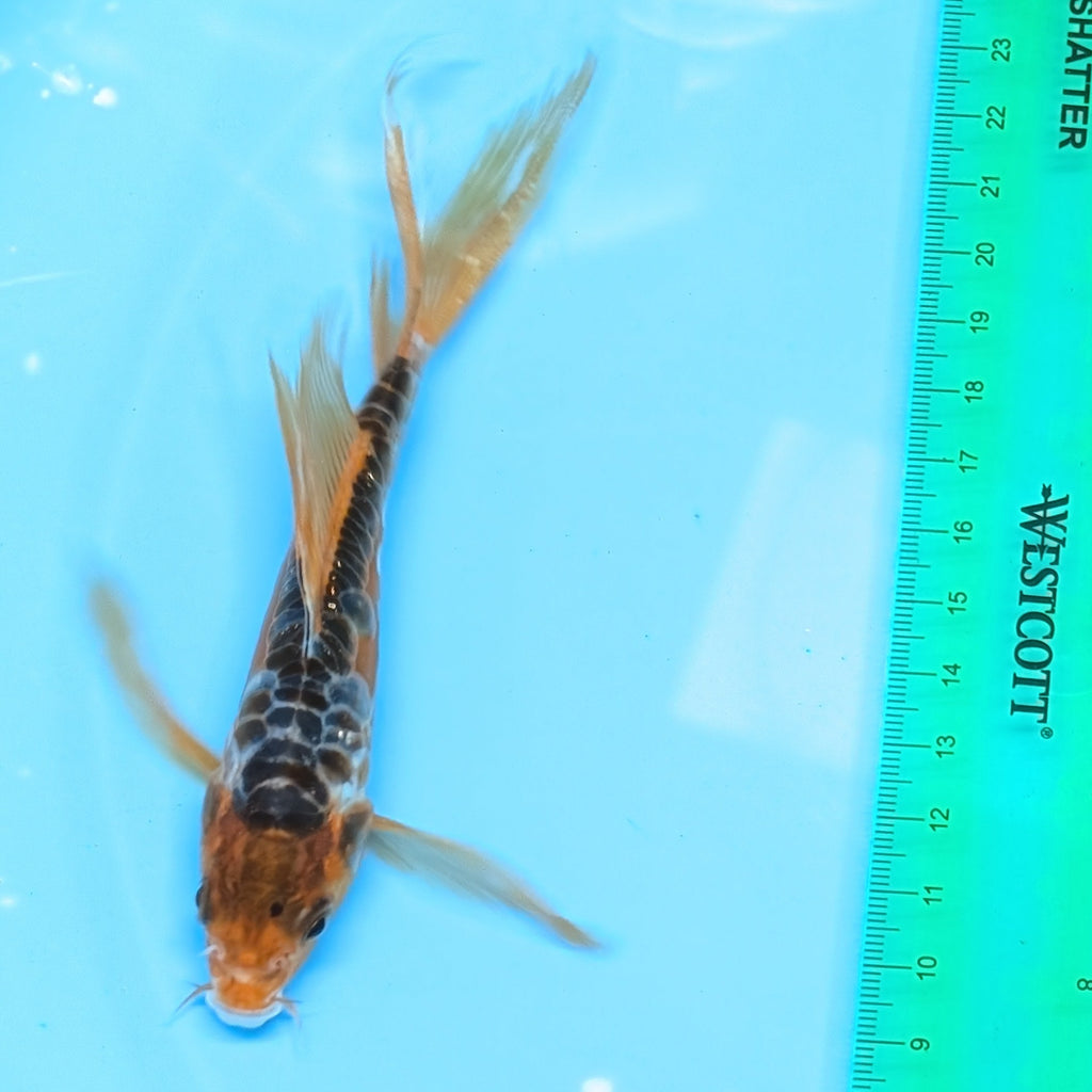 Aragoke Ochiba Butterfly Koi  5"-6" in. ID#727BFK-008