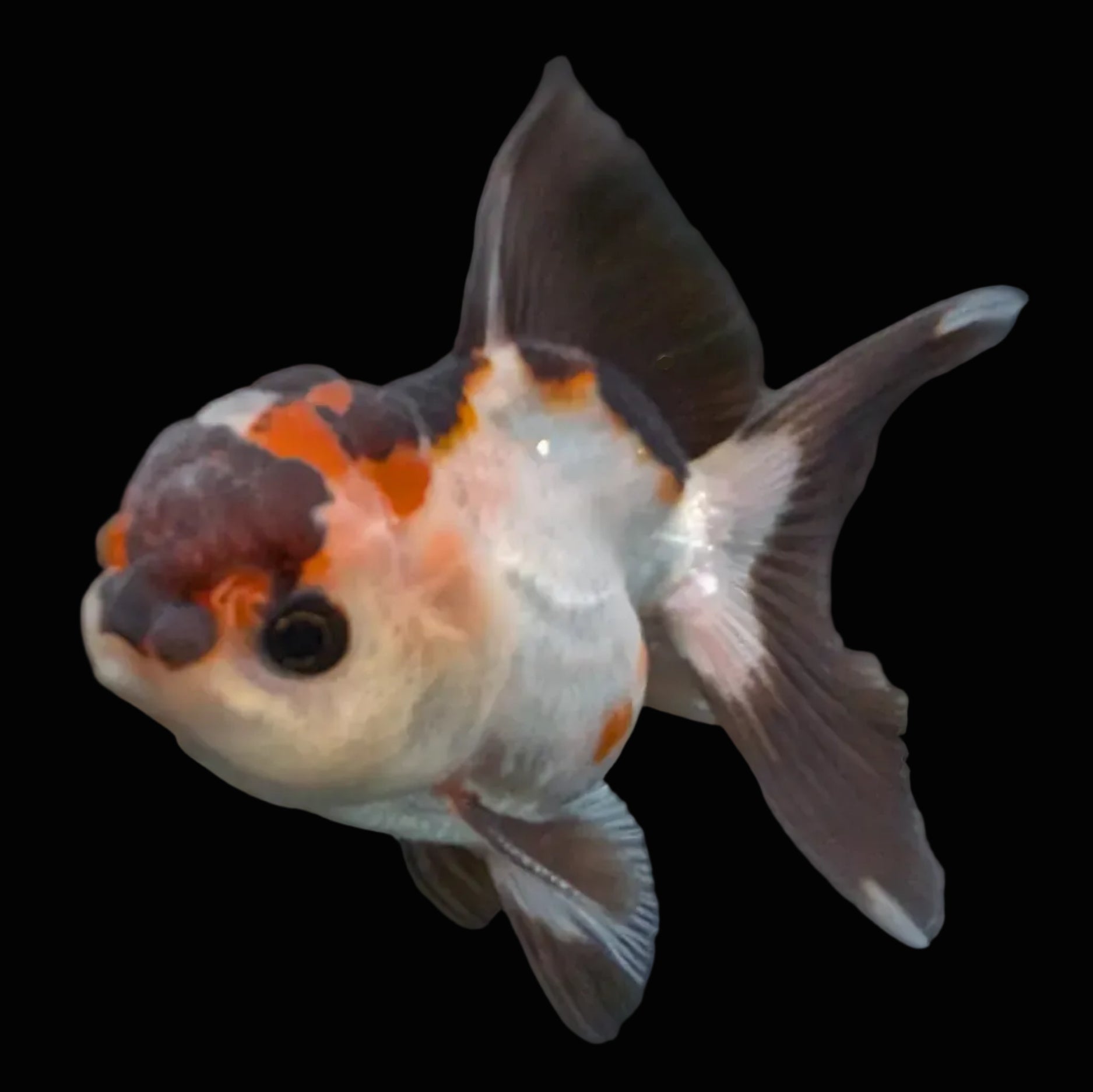 Thai Juvenile Oranda Tricolor 3.5"-4"in.  ID#731T1A-051