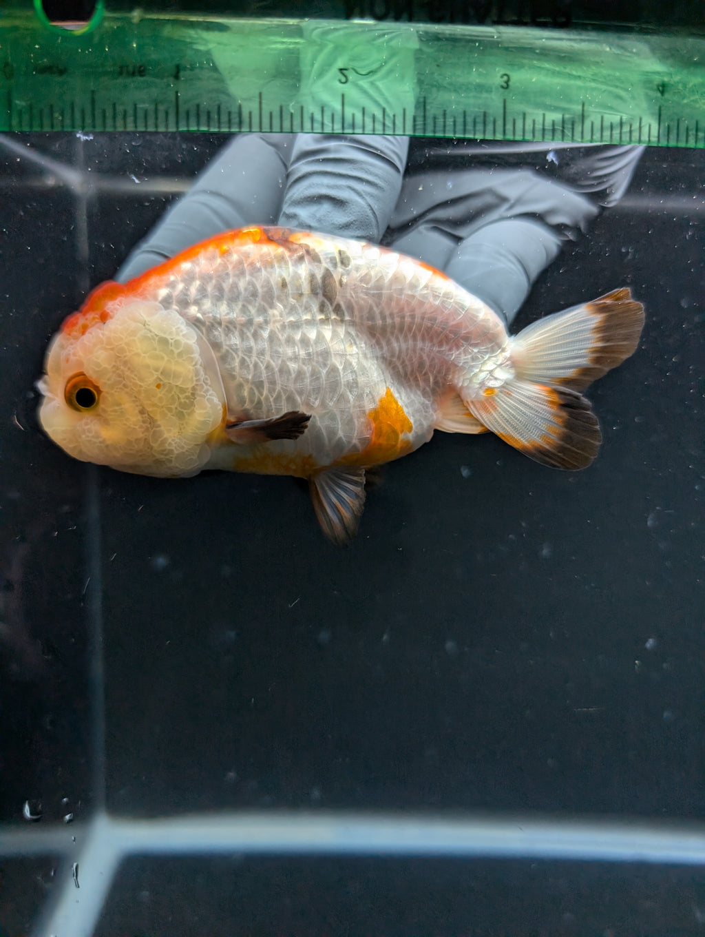 Ranchu Tricolor 4"in. ID#828R4A-027
