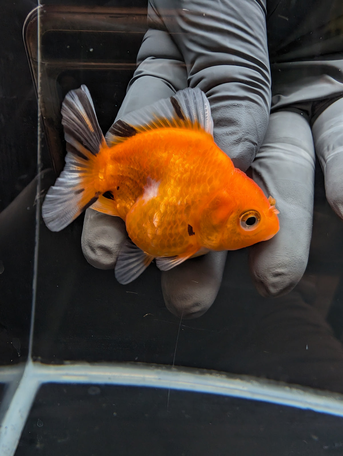 Baby Thai Shogun Oranda Tricolor 2"-2.5" in. ID#1023BSG11A-029