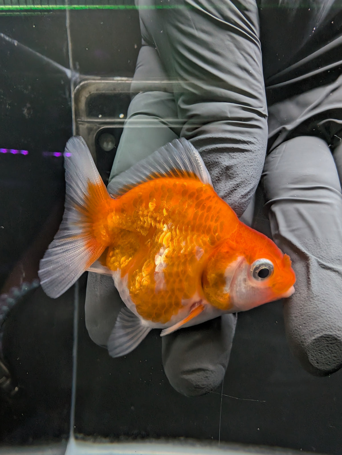 Baby Thai Shogun Oranda Red White 2"-2.5" in. ID#1016BSG11A-006