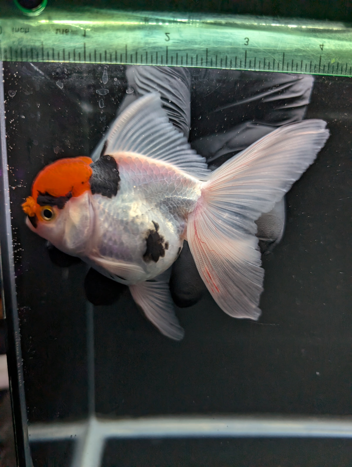 Thai Oranda Tricolor 4"-4.5"in.  ID#1016T1A-006