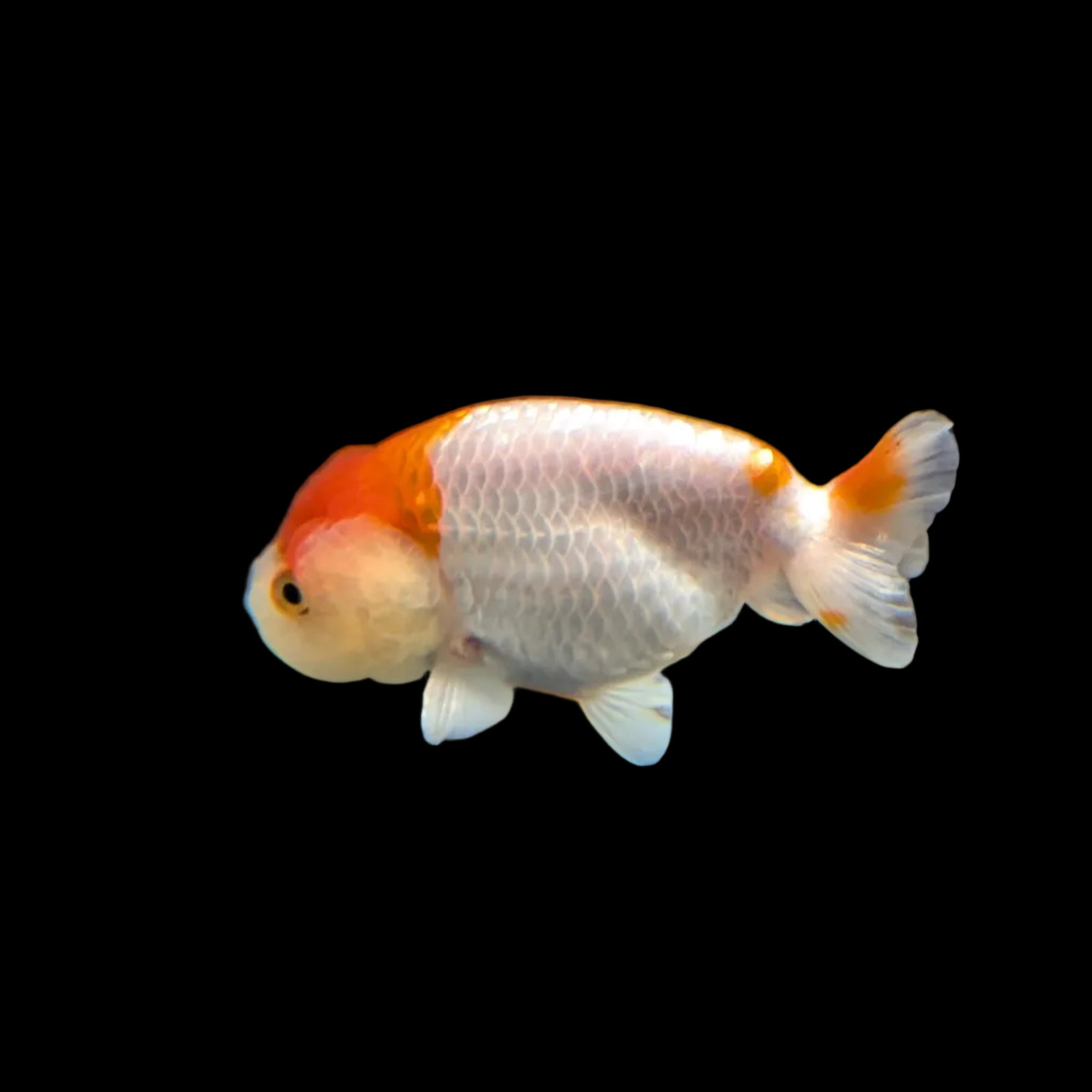 Ranchu Red White 3"-3.5" in. ID#3201A-001