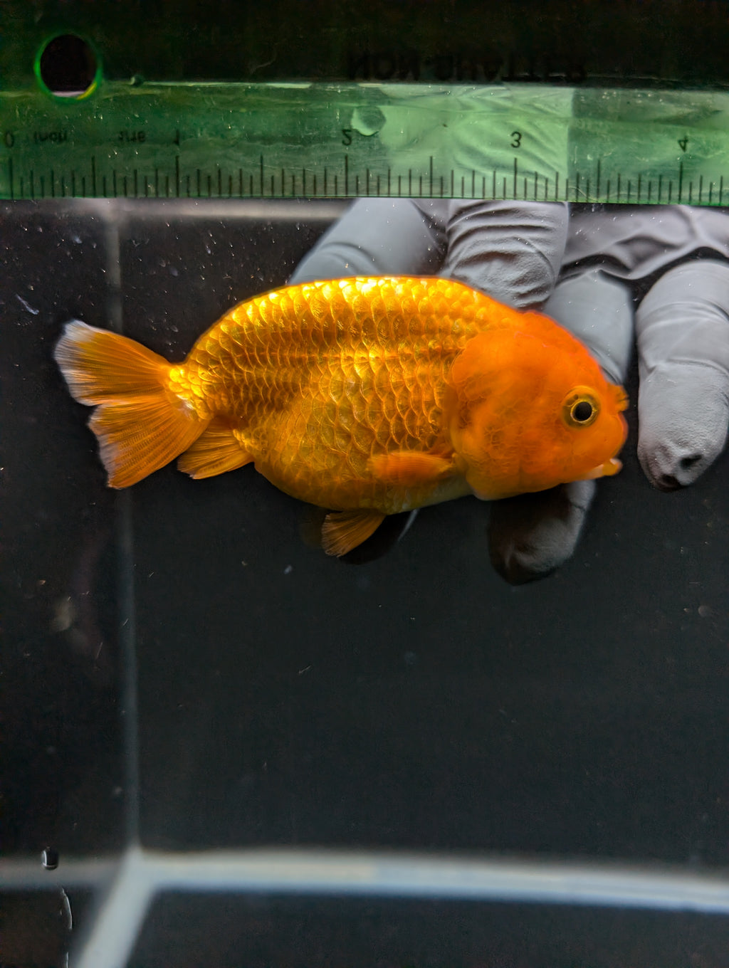 Ranchu Red White 3.5"-4"in. ID#828R4A-024