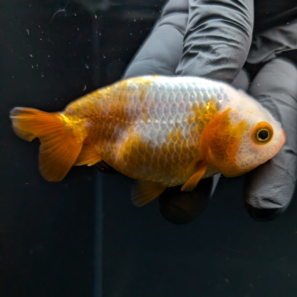Ranchu Calico 2.5"-3" in. ID#724R4A-023
