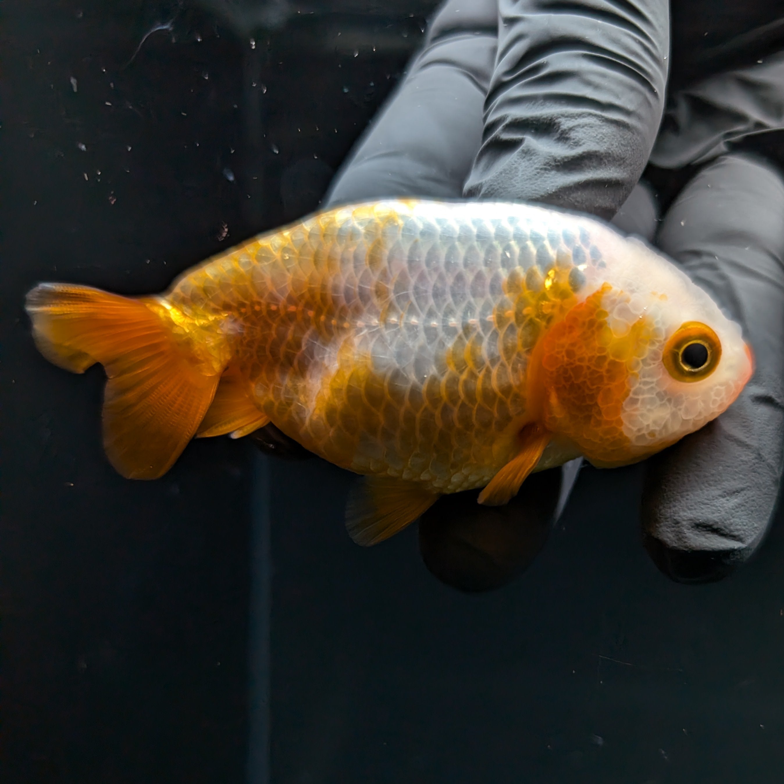 Ranchu Calico 2.5"-3" in. ID#724R4A-023