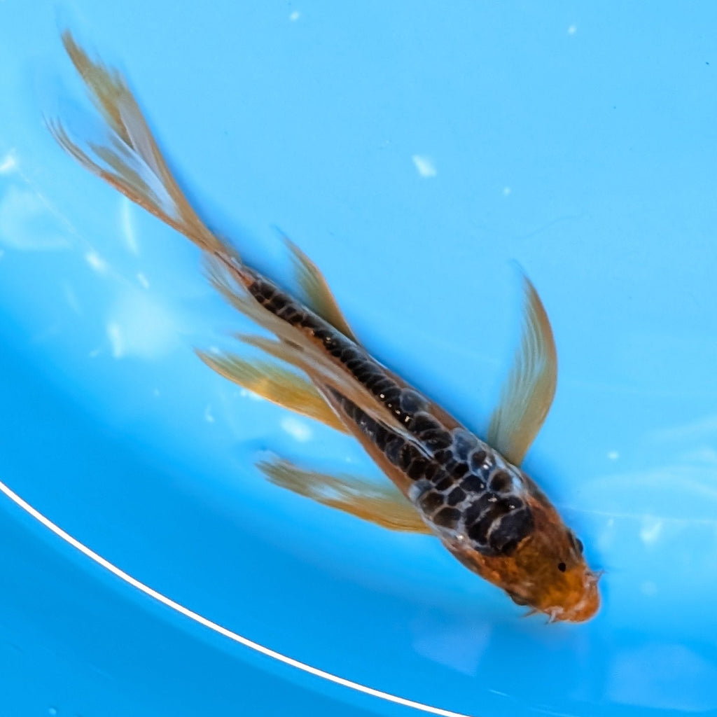 Aragoke Ochiba Butterfly Koi  5"-6" in. ID#727BFK-008