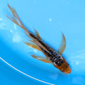 Aragoke Ochiba Butterfly Koi  5"-6" in. ID#727BFK-008