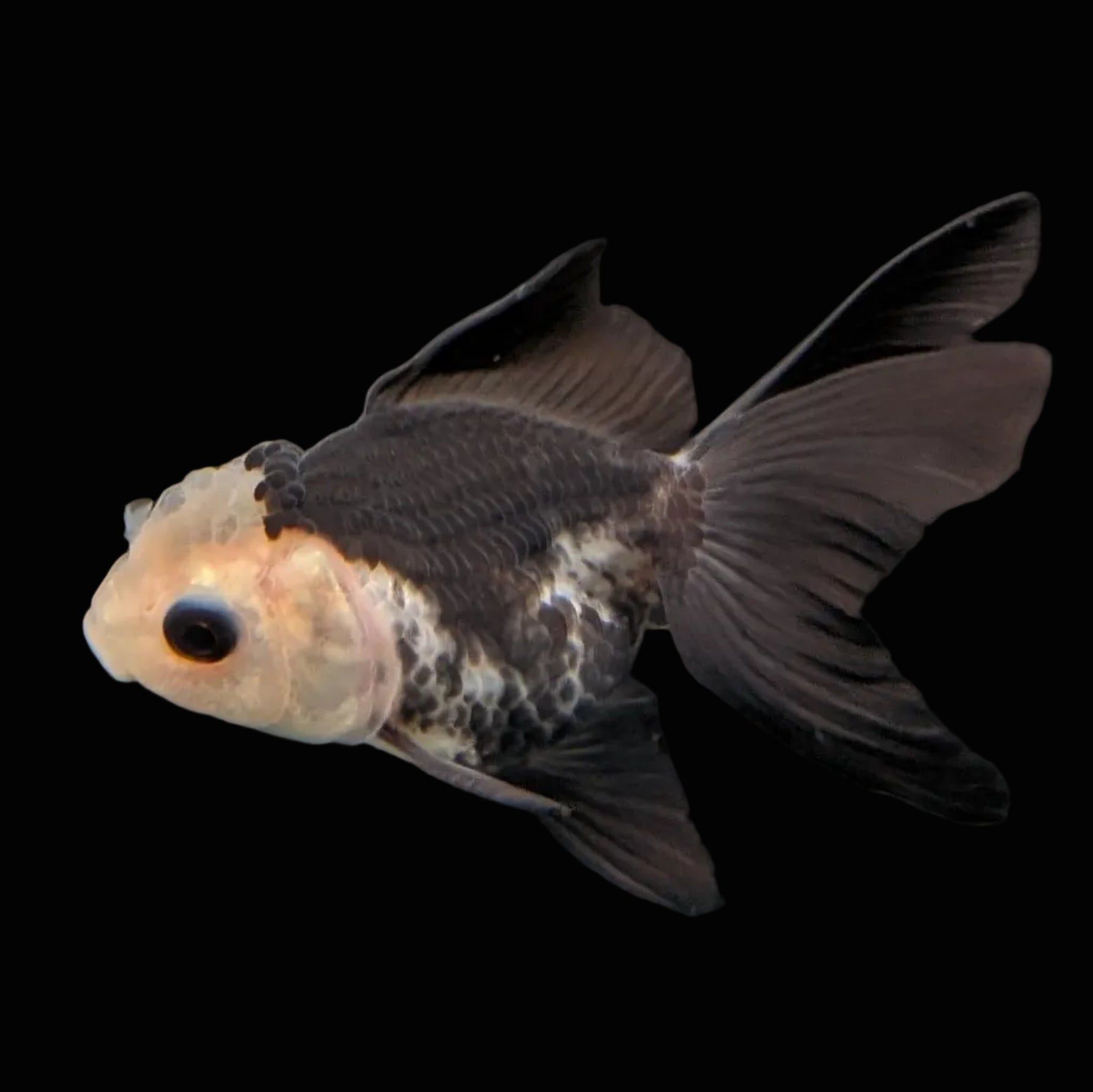 Thai Baby Oranda Panda 3"in.  ID#807T1A-005