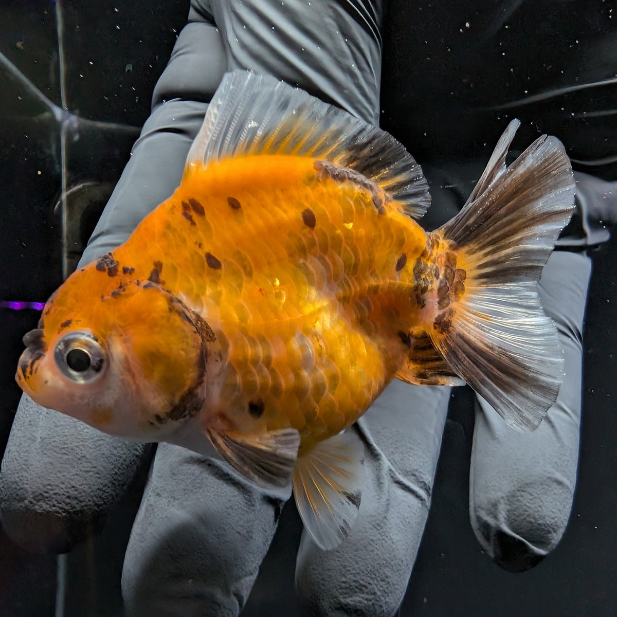 Baby Thai Shogun Oranda Calico 2"-2.5" in. ID#1016BSG11A-007