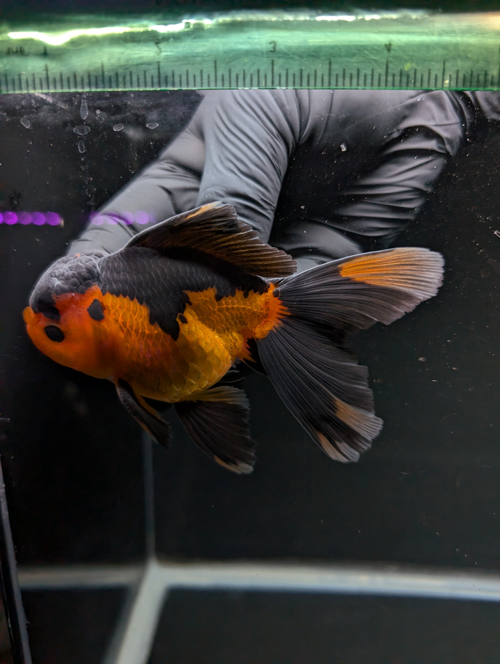 Thai Oranda Red Black 4"-4.5"in.  ID#1016T1A-004