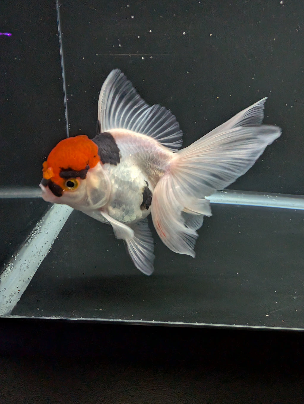 Thai Oranda Tricolor 4"-4.5"in.  ID#1016T1A-006