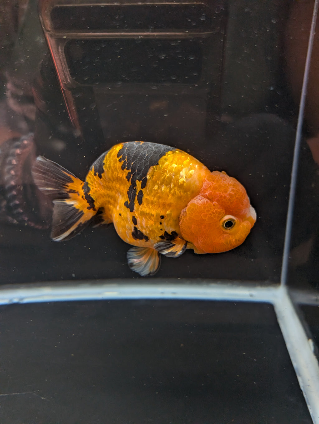 Jumbo Ranchu Calico 4.5"-5" in. ID#821R8A-034
