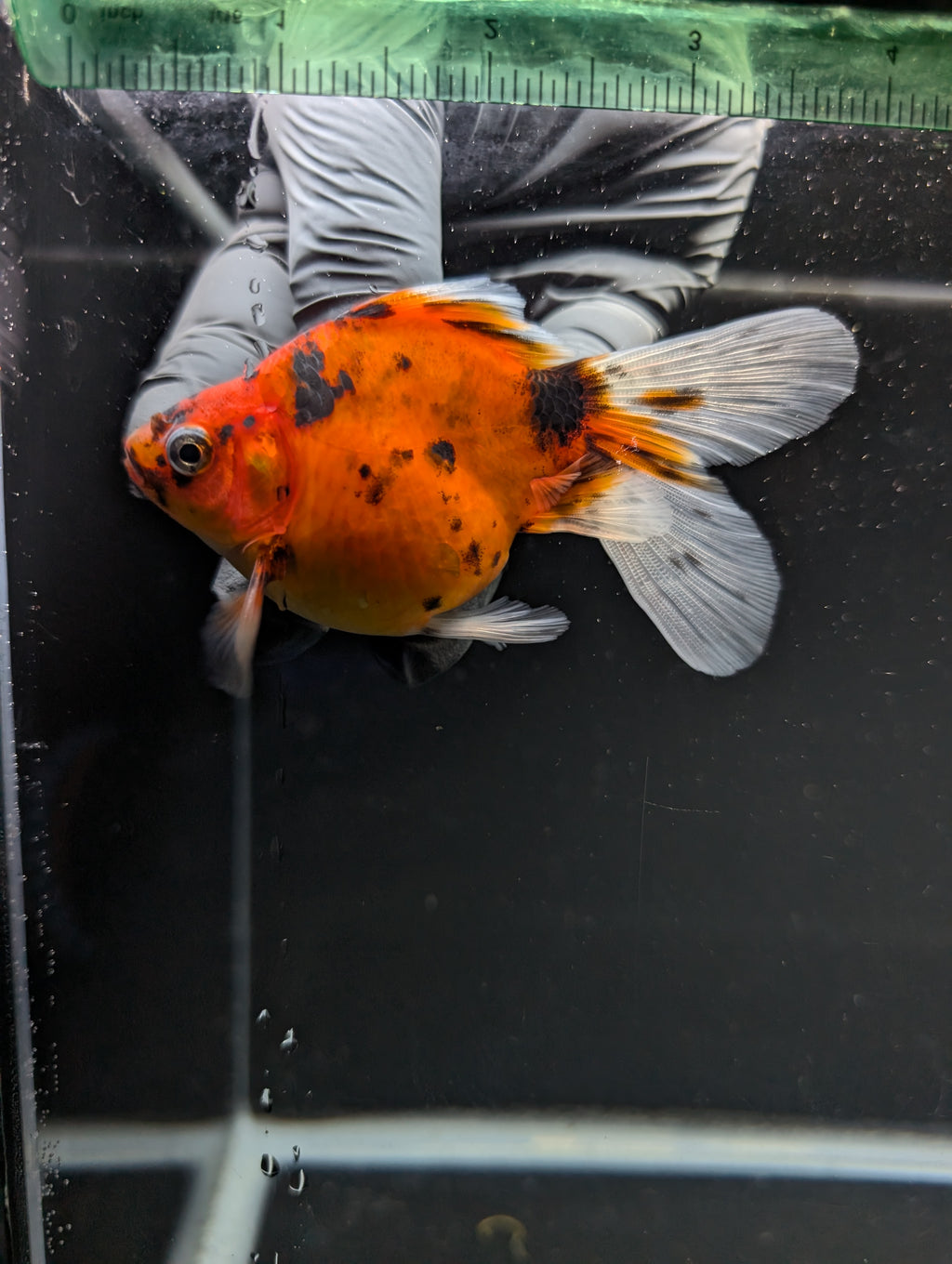 Tamasaba Calico 3"-3.5" in. ID#1009TM1B-011