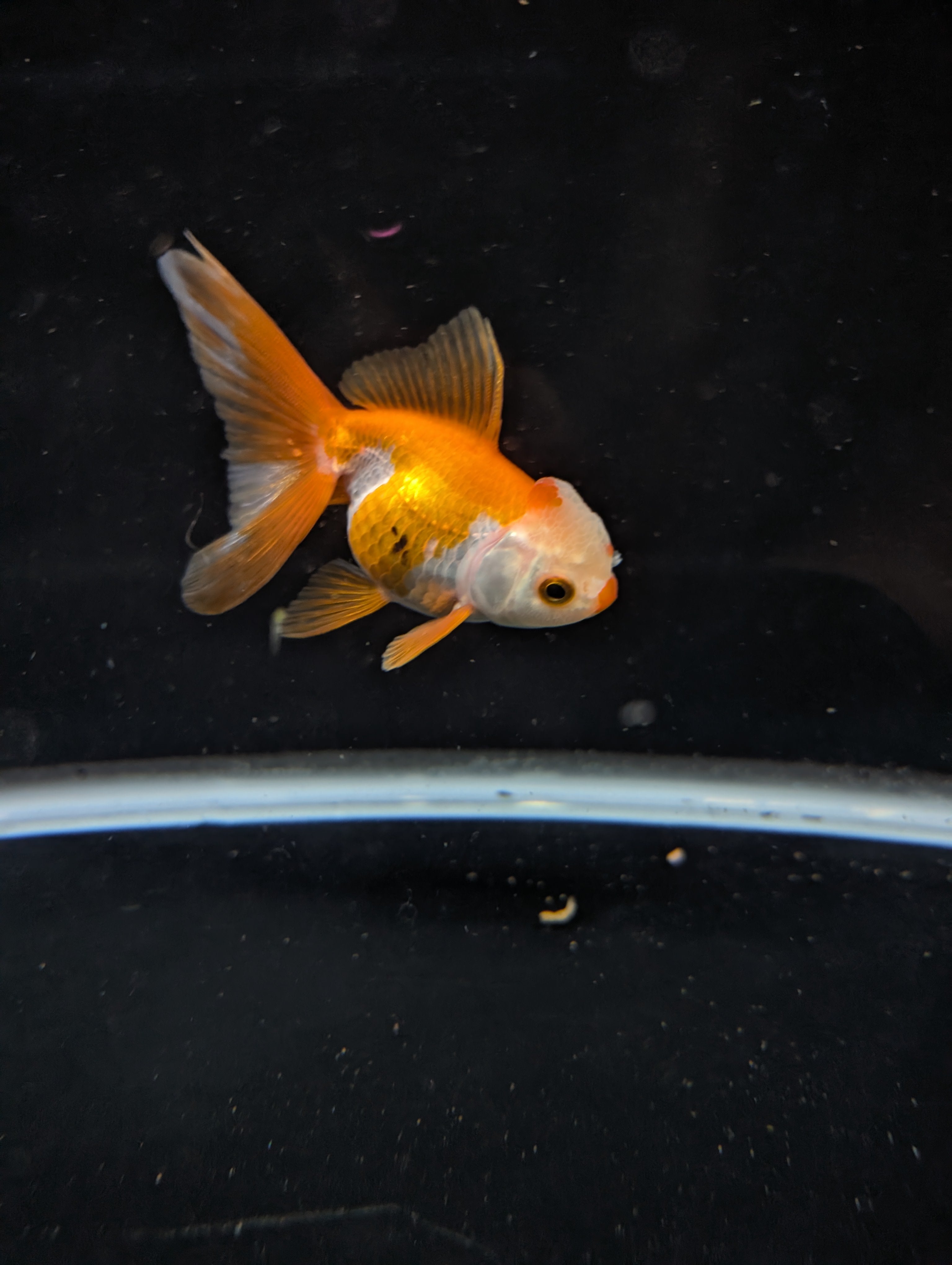 Juvenile Oranda  Red White 3"-3.5"in.  ID#619T1A-016