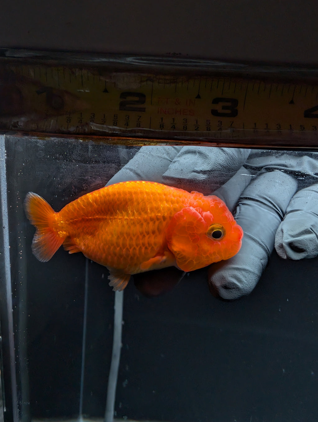 Ranchu Red White 3"-3.5" in. ID#529R13A-061