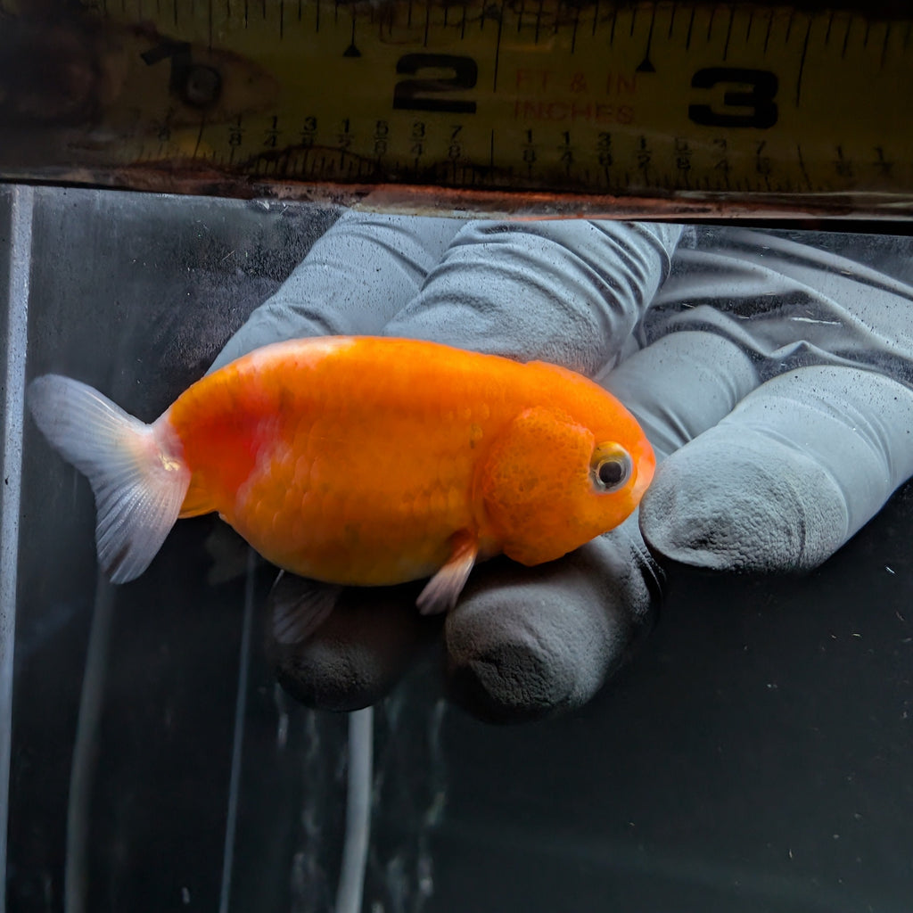 Baby Ranchu Sakura 2.5"-3" in. ID#522R4A-005