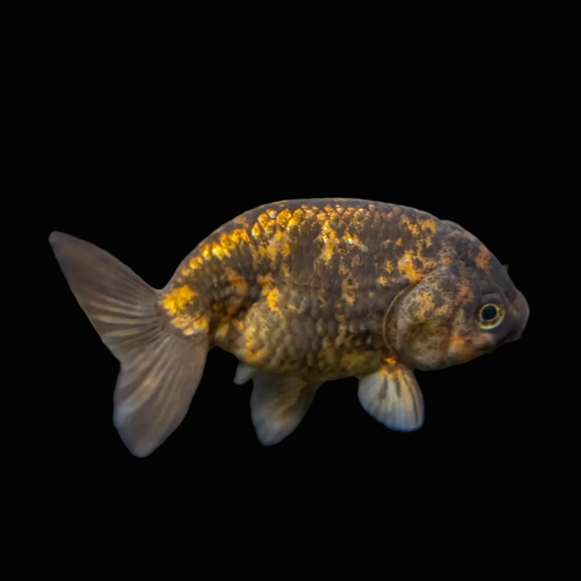 Ranchu Calico 3"-3.5" in. ID#424R13A-015