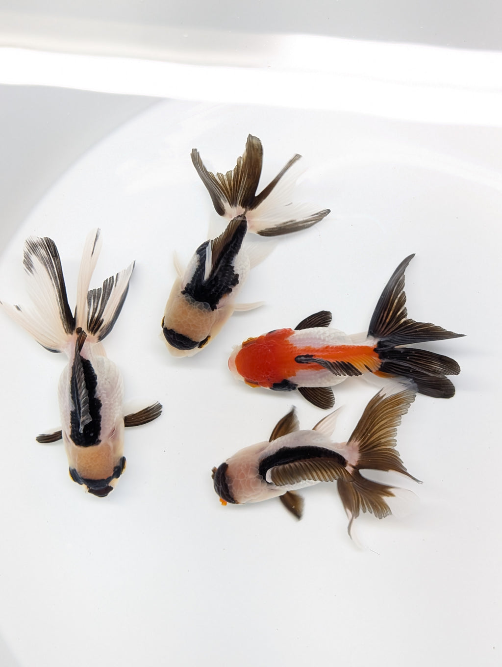 Single - Thai Oranda Mix Color - Tricolor, Panda, Red Black  3.5"-4" in. *Assorted Dealers Choice