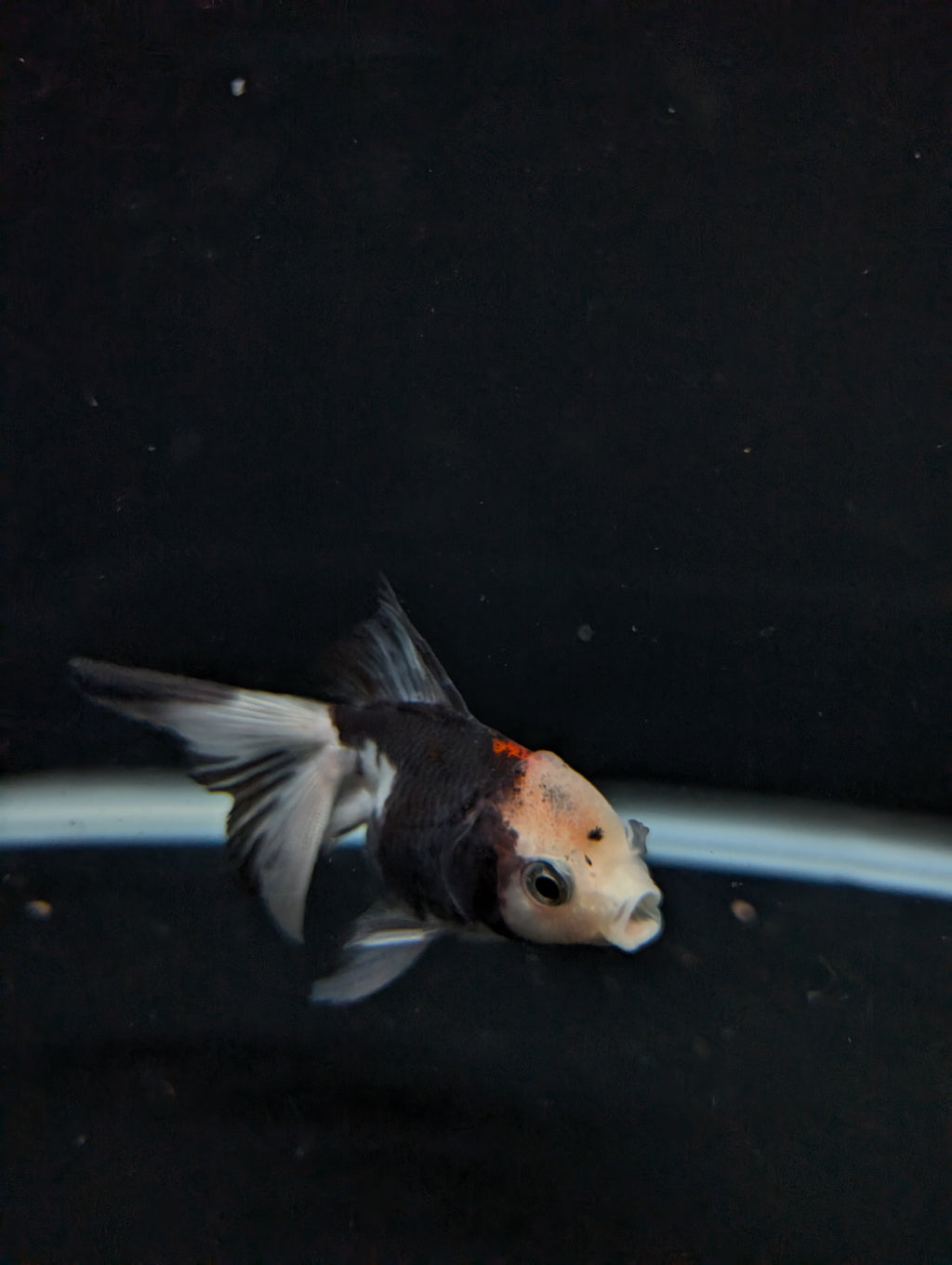 Juvenile Oranda  Tricolor 3"-3.5"in.  ID#619T1A-011