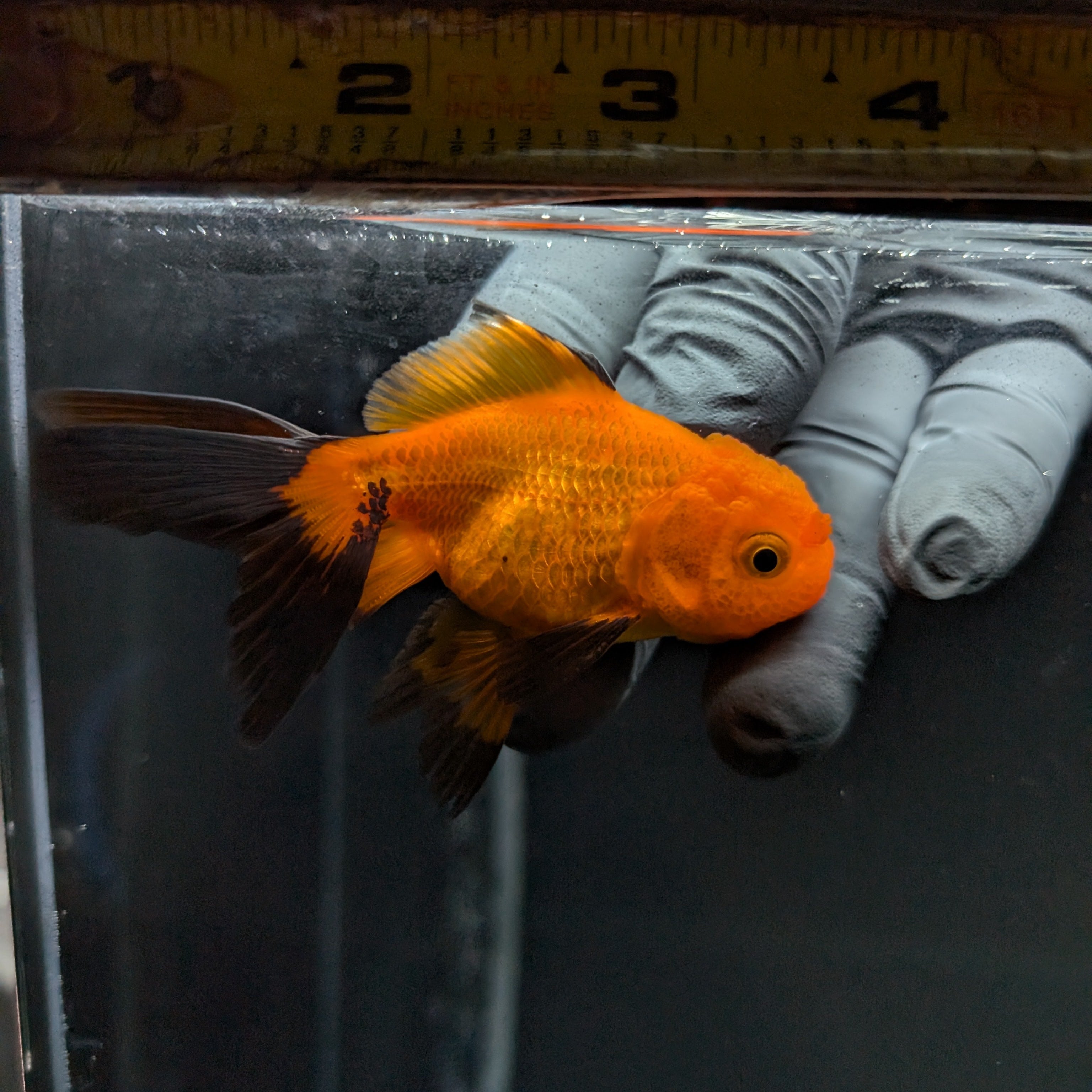 Juvenile Oranda Red Black 3"-3.5"in.  ID#515T2A-003